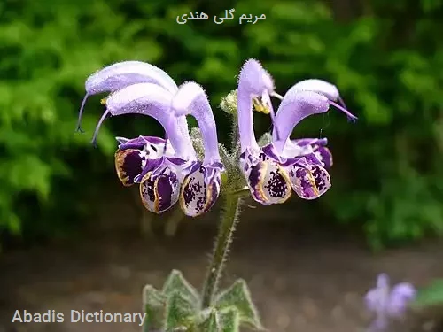 مریم گلی هندی